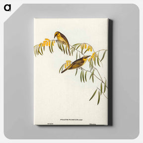 アートパネル-Plumed Honey-eater
 - オーストラリアの鳥 Canvas.
