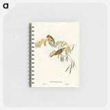 アートメモ帳-Plumed Honey-eater
 - オーストラリアの鳥 Memo.