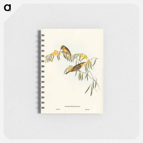 アートメモ帳-Plumed Honey-eater
 - オーストラリアの鳥 Memo.