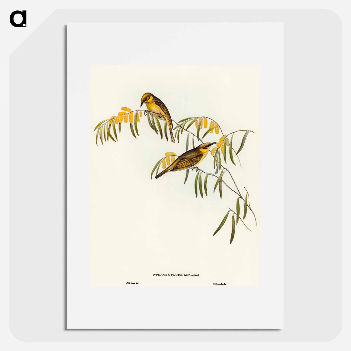 アートポスター-Plumed Honey-eater
 - オーストラリアの鳥 Poster.