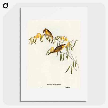 アートポスター-Plumed Honey-eater
 - オーストラリアの鳥 Poster.