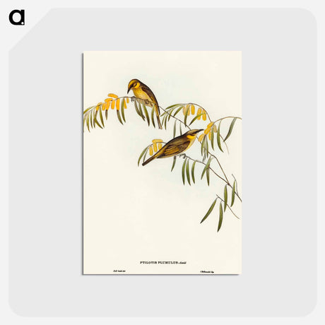 アートポストカード-Plumed Honey-eater
 - オーストラリアの鳥 Postcard.