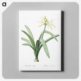 3-16_The-Lilies_canvas