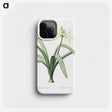 3-16_The-Lilies_phone