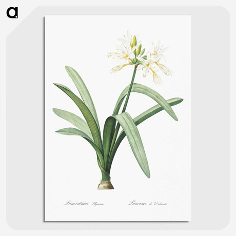 3-16_The-Lilies_picture-crop