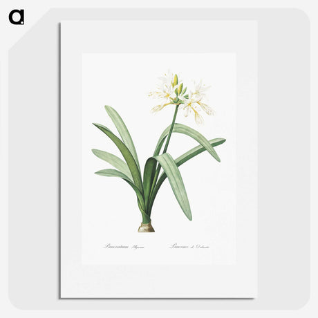 3-16_The-Lilies_picture