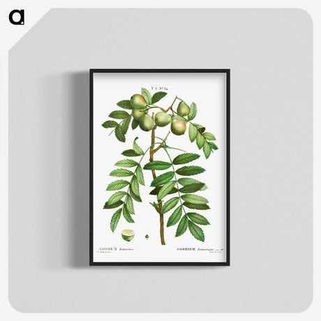 3-16_Treatise-on-Trees-and-Shrubs_blk-crop
