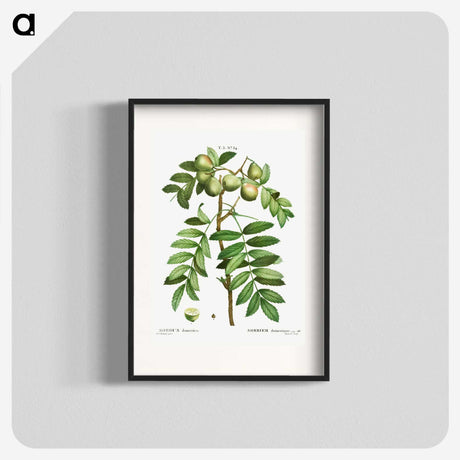 3-16_Treatise-on-Trees-and-Shrubs_blk