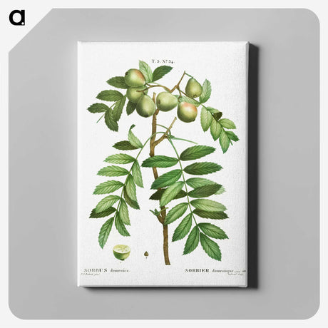 3-16_Treatise-on-Trees-and-Shrubs_canvas