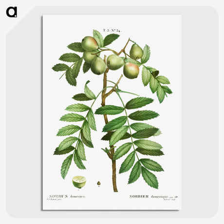 3-16_Treatise-on-Trees-and-Shrubs_picture-crop
