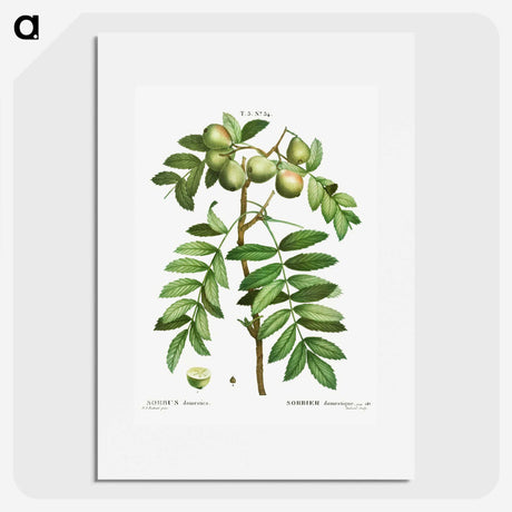3-16_Treatise-on-Trees-and-Shrubs_picture