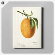 3-16_USDA-Watercolor-Fruit-Painting-Collection_canvas