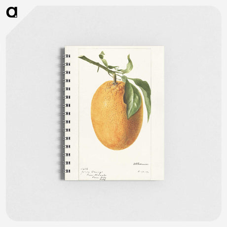 3-16_USDA-Watercolor-Fruit-Painting-Collection_memo