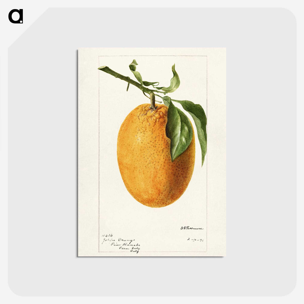 3-16_USDA-Watercolor-Fruit-Painting-Collection_postcard