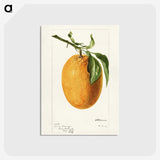 3-16_USDA-Watercolor-Fruit-Painting-Collection_postcard