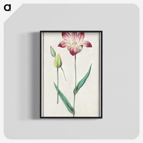 3-17_Anselmus-Boetius-de-Boodt_blk-crop