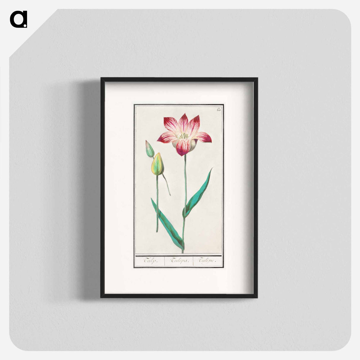 Tulip - アンセルムス ボエティウス デ ブート Poster.