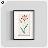 Tulip - アンセルムス ボエティウス デ ブート Poster.