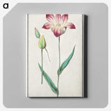 3-17_Anselmus-Boetius-de-Boodt_canvas