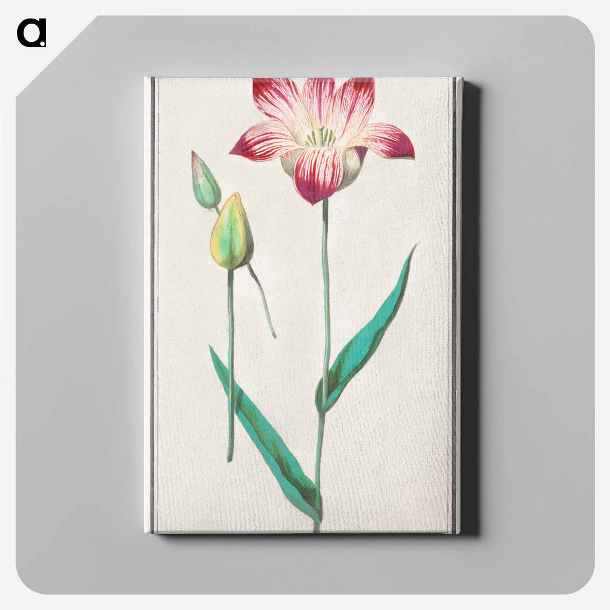 Tulip - アンセルムス ボエティウス デ ブート Canvas.
