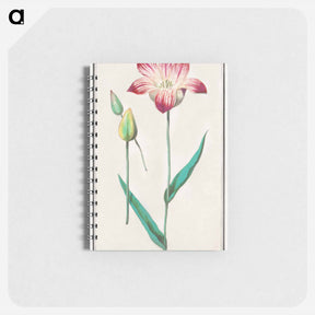 アートメモ帳-Tulip - アンセルムス ボエティウス デ ブート Memo.