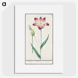 3-17_Anselmus-Boetius-de-Boodt_picture