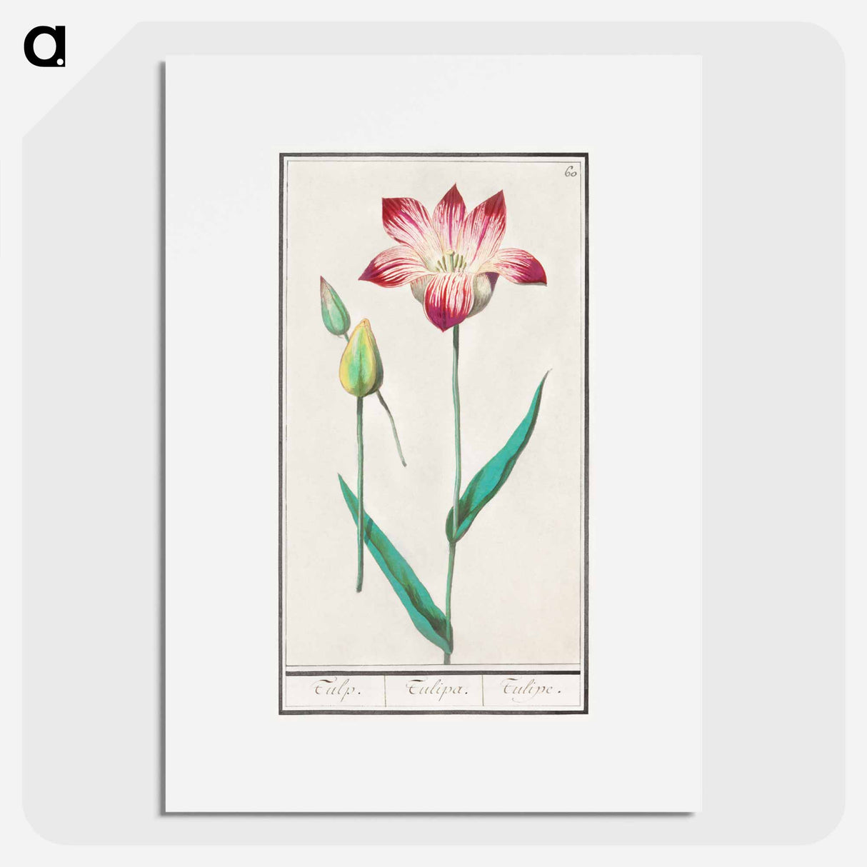 Tulip - アンセルムス ボエティウス デ ブート Poster.