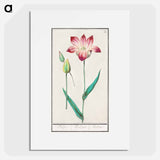 Tulip - アンセルムス ボエティウス デ ブート Poster.