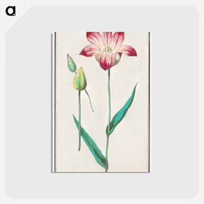 アートポストカード-Tulip - アンセルムス ボエティウス デ ブート Postcard.