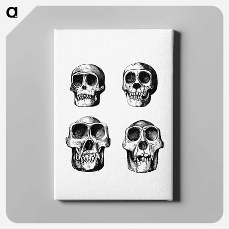 アートパネル-Skull from Voyages and Adventures in Equatorial Africa
 - 大英図書館 Canvas.
