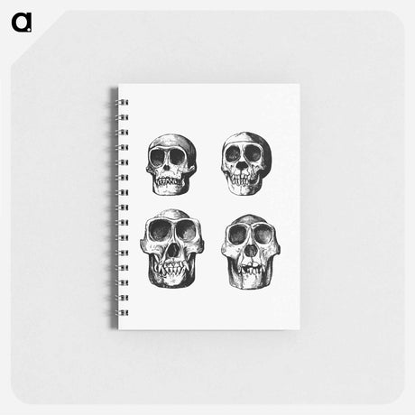アートメモ帳-Skull from Voyages and Adventures in Equatorial Africa
 - 大英図書館 Memo.