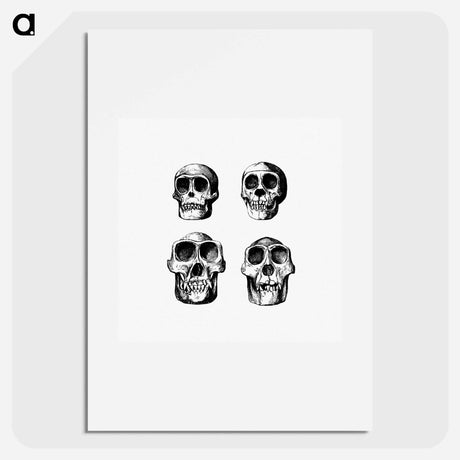 アートポスター-Skull from Voyages and Adventures in Equatorial Africa
 - 大英図書館 Poster.