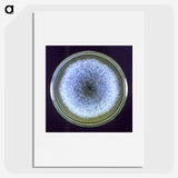3-17_COVID-19_picture