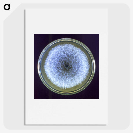 3-17_COVID-19_picture