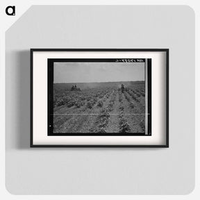アートポスター-Tractors cultivating cotton - ドロテア ラング Poster.
