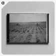 3-17_Dorothea-Lange_canvas