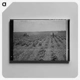 3-17_Dorothea-Lange_canvas