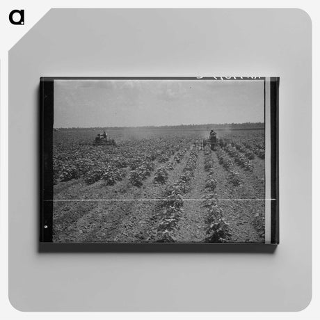 3-17_Dorothea-Lange_canvas