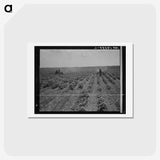 3-17_Dorothea-Lange_hagaki