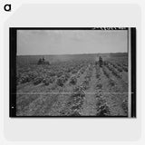 3-17_Dorothea-Lange_picture-crop