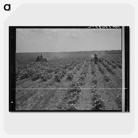 3-17_Dorothea-Lange_picture-crop