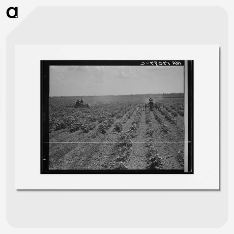3-17_Dorothea-Lange_picture