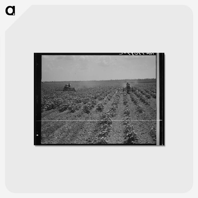 3-17_Dorothea-Lange_postcard