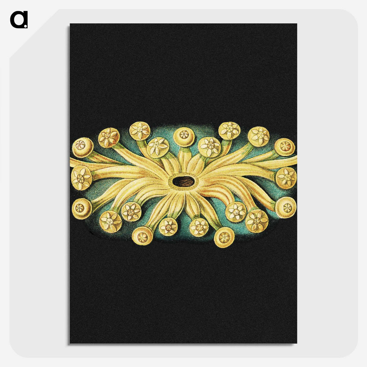 3-17_Ernst-Haeckel_picture-crop