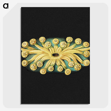 3-17_Ernst-Haeckel_picture-crop