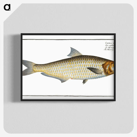 3-17_Ichtyologie-ou-Histoire-naturelle_blk-crop