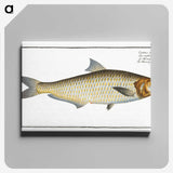 3-17_Ichtyologie-ou-Histoire-naturelle_canvas
