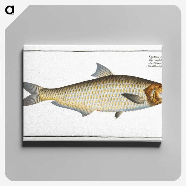 3-17_Ichtyologie-ou-Histoire-naturelle_canvas