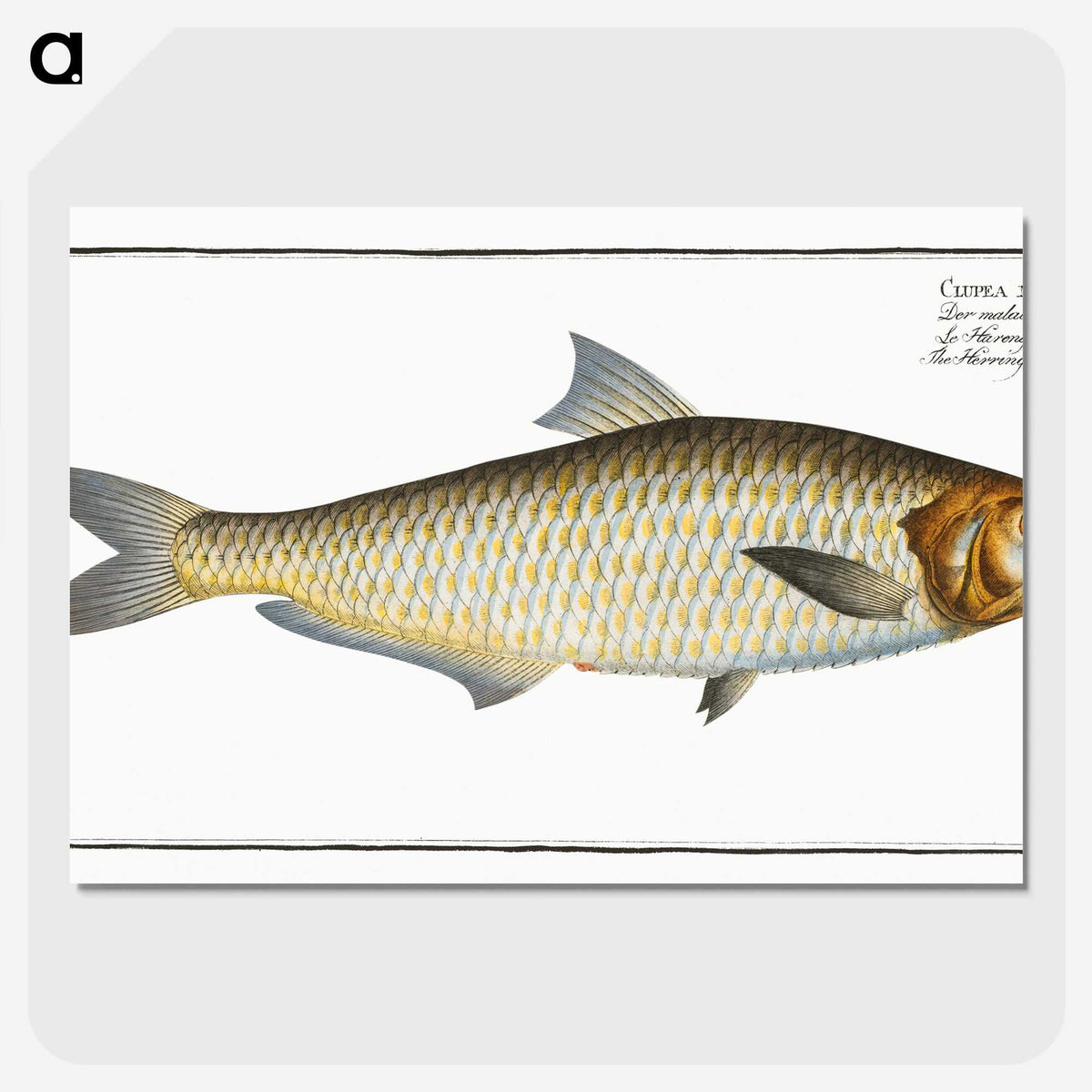 3-17_Ichtyologie-ou-Histoire-naturelle_picture-crop