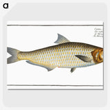 3-17_Ichtyologie-ou-Histoire-naturelle_picture-crop